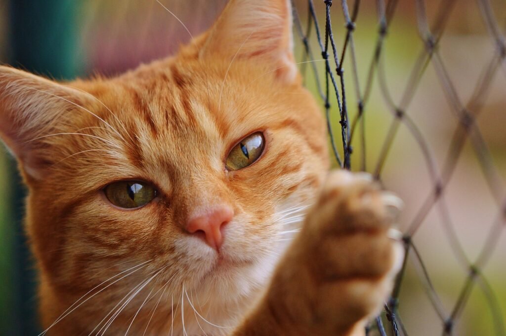 cat, red, cute, pet, nature, mackerel, tiger, cozy, animal, domestic cat, fur, wildlife, domestic animal, cat face, young cat, playful, red mackerel tabby, kitten, red cat, cat eyes, web, cat net